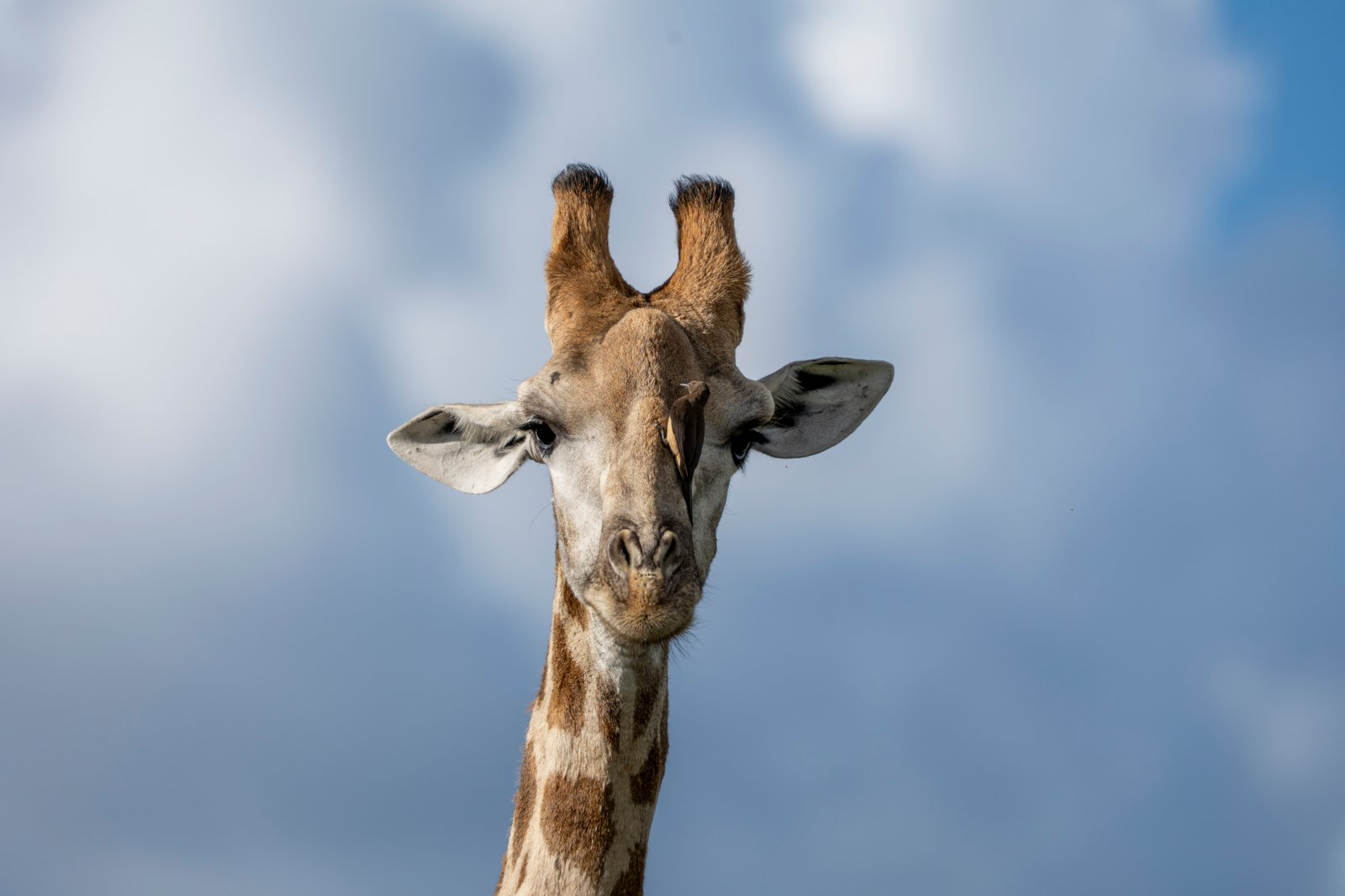 Giraffe tegen een blauwe lucht