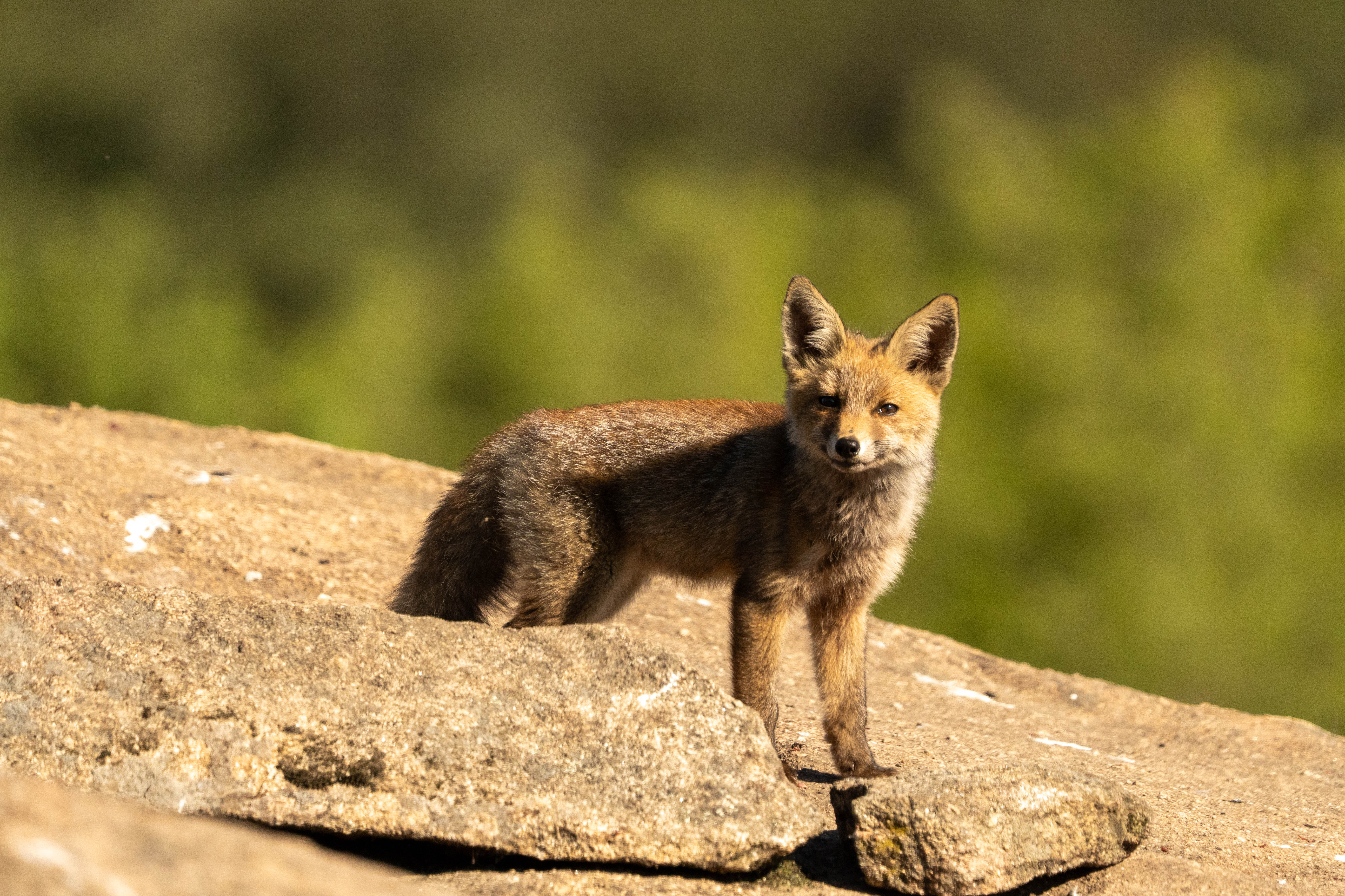 Wildlife foto 2